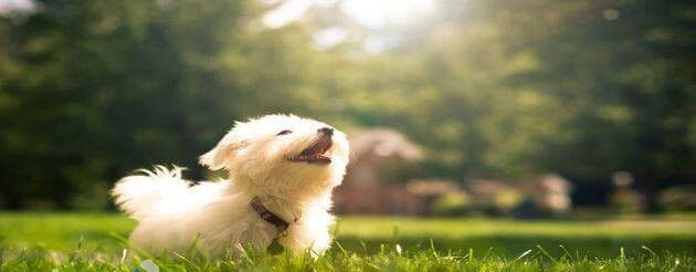 400+ اسماء كلاب اناث وذكور ومعانيها : اجمل اسماء للكلاب عربية و انجليزية2